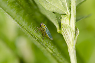 Bug on green plant
