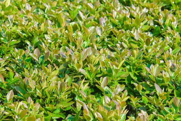 Trimmed shrub, Aronia melanocarpa spring
