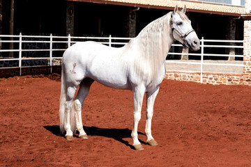 Beautiful fine thoroughbred horse outside