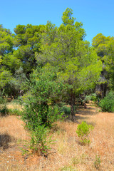 Fototapeta premium Summer landscape, Greece.