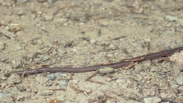 Timelapse of an earthworm crawling fast on the ground. Filmed in 4k. Location: Lomma, southern Sweden in June.
