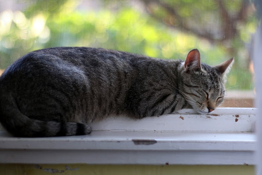 Tabby Cat Sleeping On The Window. Selective Focus, Beautiful Garden Bokeh In The Background. 
