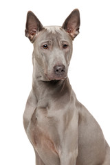 Thai Ridgeback Dog