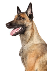Belgian shepherd dog Malinois