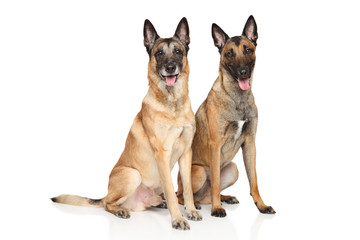 Belgian shepherd dog Malinois on a white background