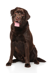 Chocolate Labrador retriever sitting - 102632069