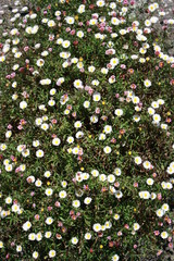 Flower meadow in summer