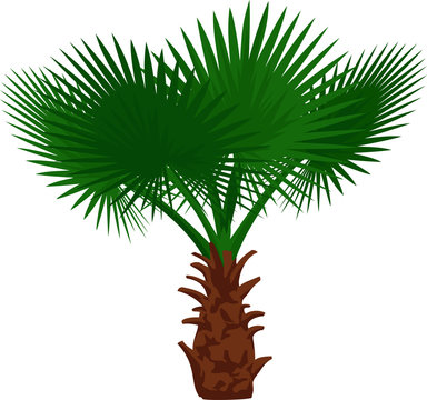 Vector Mexican Fan Palm Tree 