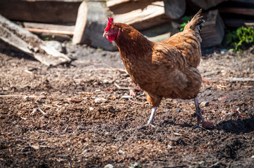 Brown chicken walking in the village in the sunny day