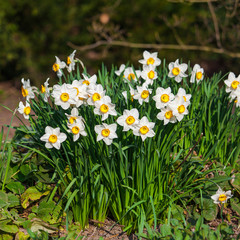 spring flowers.  Yellow Narcissus flowers in the garden