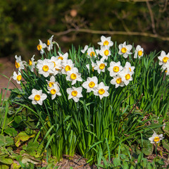 Fototapeta premium spring flowers. Yellow Narcissus flowers in the garden