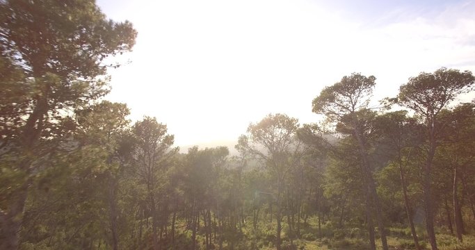 4K Aerial, Flight through forest, between trees - Shot is straight out of the camera, no recompression