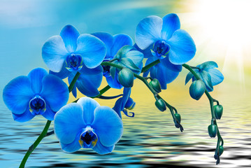 Panele Szklane  Kwiat orchidei z bliska