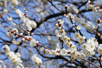 梅の花