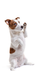 dog Jack Russell Terrier on a white background