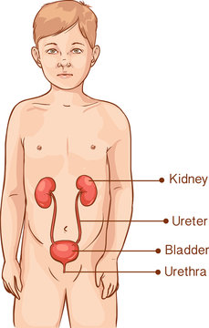 Vector illustration of a anatomy of a young child - urinary syst