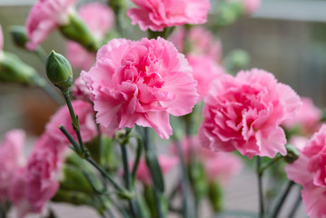 Arrangement of beautiful pink divine flowers blooming in spring