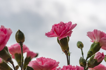 Arrangement of beautiful pink divine flowers blooming in spring