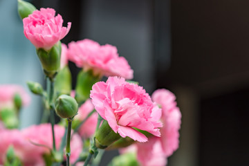 Arrangement of beautiful pink divine flowers blooming in spring