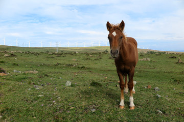 Horses in a field with wind turbines