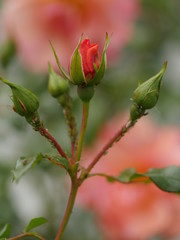red rose buds