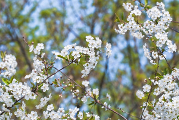 Blooming cherry tree