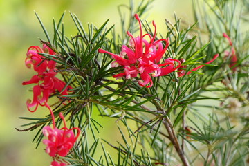 Rosmarin-Silbereiche (Grevillea rosmarinifolia)