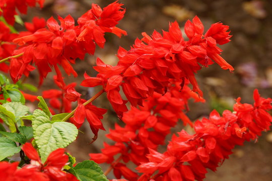 Feuersalbei (Salvia splendens)