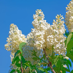 Beautiful white lilac flowers blossom closeup over blue sky 