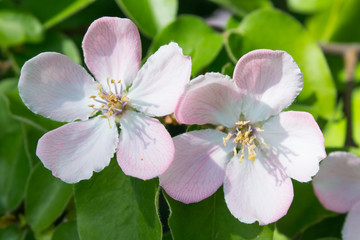 Beautiful pair of little apple tree flowers closeup