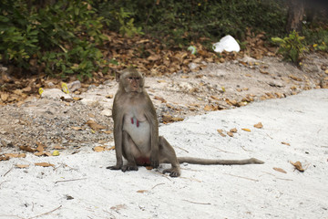 Thai Female Monkey