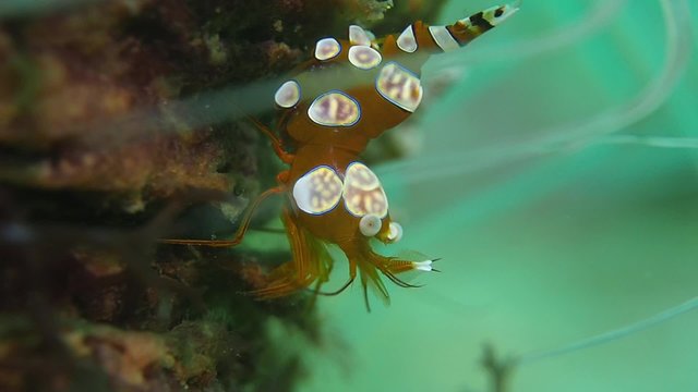 Squat Shrimp