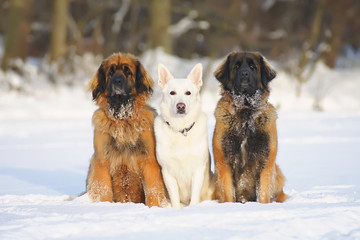 White Swiss Shepherd dog and two Leonberger dogs sitting on the snow at sunny weather