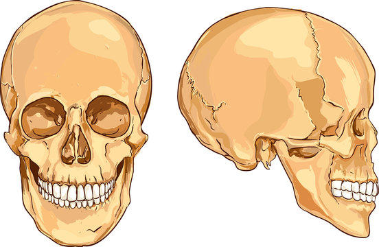 white backround vector illustration of a  people skull