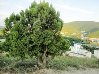 Fototapeta na wymiar Conifer lone tree on a hill