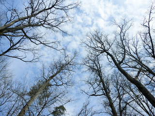 The outlines of the trees against the sky with clouds
