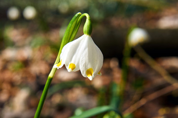 white Spring Snowstorm flower in Poland.