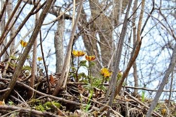 snowdrops in the forest