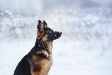 puppy breed German Shepherd walking