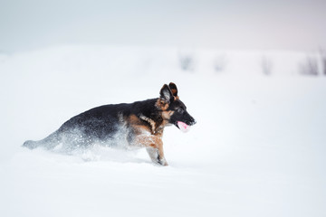 puppy breed German Shepherd walking