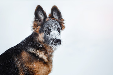 puppy breed German Shepherd walking