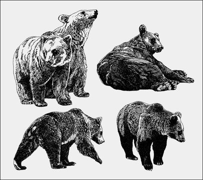 vector set of bears sketch, Hand Drawing. isolated on white background