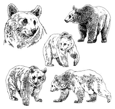 vector set of bears sketch, Hand Drawing. isolated on white background