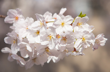 White sakura or Japanese cherry blossom in spring season