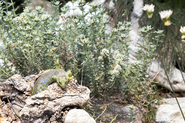 Timon lepidus, Lacerta lepida, Ocellated Lizard