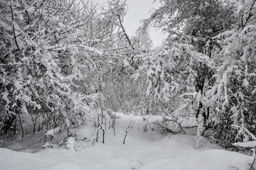 Wintry landscape - Trees in the woods covered with fresh snow in foggy. Heavy snowfall, extremely low temperature. Freezing weather