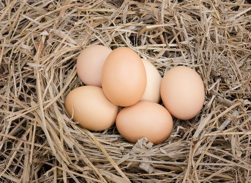 Fresh eggs in nest