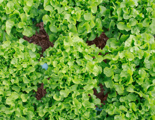 Hydroponics vegetable farm in north Thailand