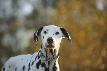 Dalmatian portrait with natural trees