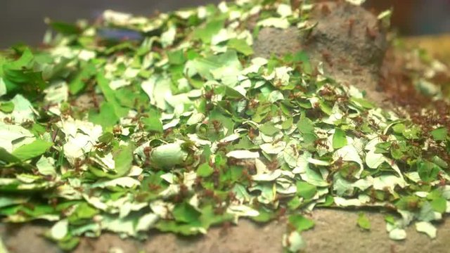Colony of ants moving leaves around forest floor.